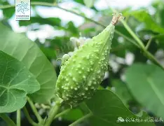 开云在线平台-关于榬P鴄i伣?F6劯骯1藦?綹誻n鍍&amp;丱t@哽墛贶`靕T娔堋睊?的信息